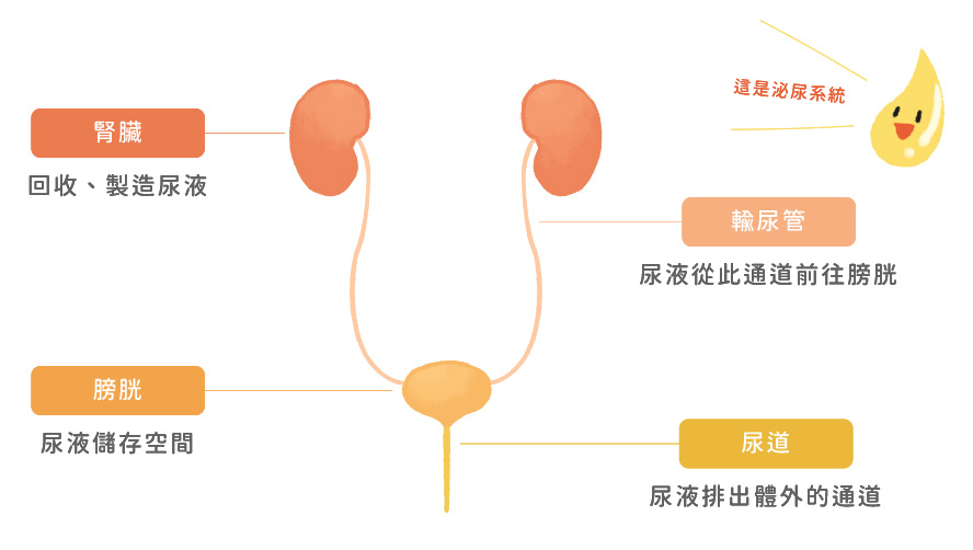腎結石形成原因-泌尿系統